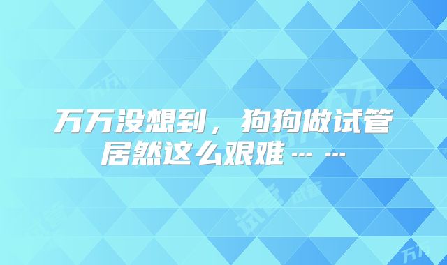 万万没想到，狗狗做试管居然这么艰难……