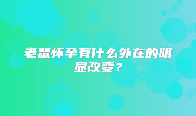 老鼠怀孕有什么外在的明显改变?