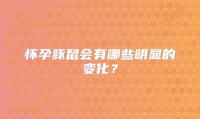 怀孕豚鼠会有哪些明显的变化？