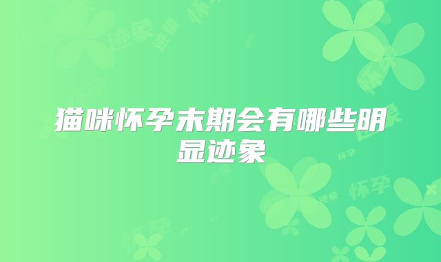 猫咪怀孕末期会有哪些明显迹象