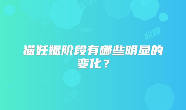 猫妊娠阶段有哪些明显的变化？