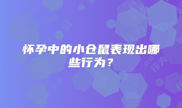 怀孕中的小仓鼠表现出哪些行为？