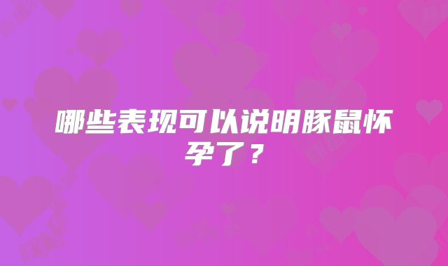 哪些表现可以说明豚鼠怀孕了?