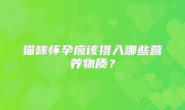 猫咪怀孕应该摄入哪些营养物质？