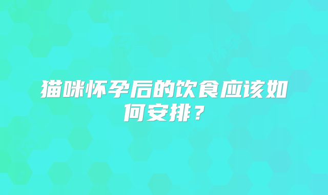 猫咪怀孕后的饮食应该如何安排？