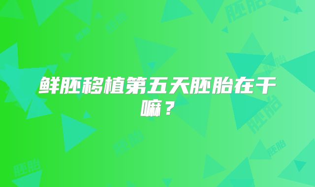 鲜胚移植第五天胚胎在干嘛？