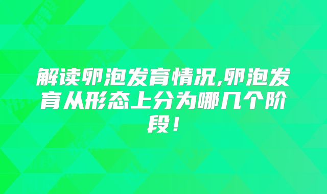 解读卵泡发育情况,卵泡发育从形态上分为哪几个阶段！