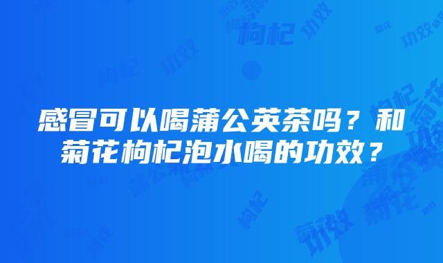 感冒可以喝蒲公英茶吗？和菊花枸杞泡水喝的功效？