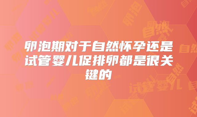 卵泡期对于自然怀孕还是试管婴儿促排卵都是很关键的