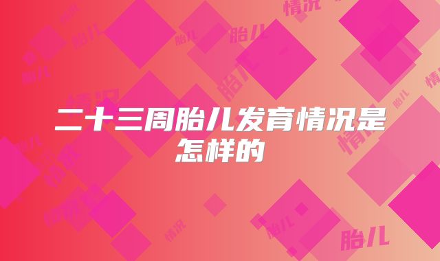 二十三周胎儿发育情况是怎样的