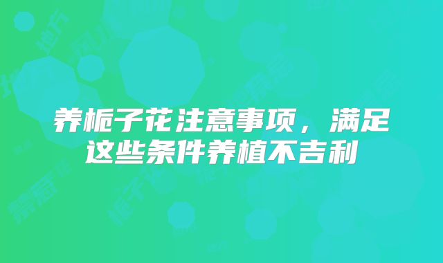 养栀子花注意事项,满足这些条件养植不吉利
