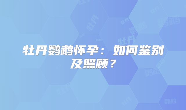 牡丹鹦鹉怀孕：如何鉴别及照顾？