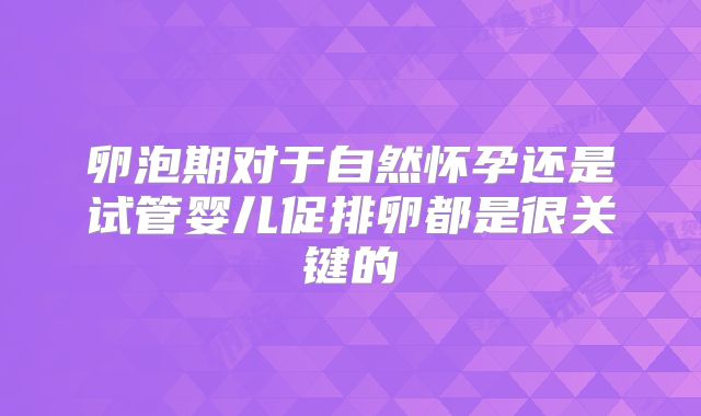 卵泡期对于自然怀孕还是试管婴儿促排卵都是很关键的