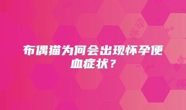 布偶猫为何会出现怀孕便血症状？