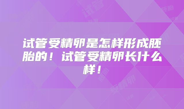 试管受精卵是怎样形成胚胎的！试管受精卵长什么样！