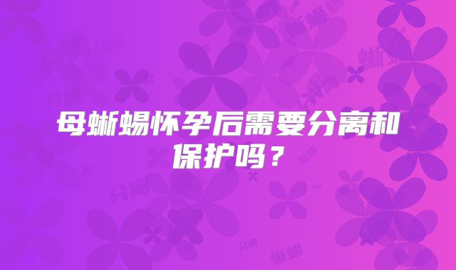 母蜥蜴怀孕后需要分离和保护吗?