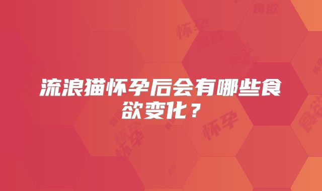 流浪猫怀孕后会有哪些食欲变化?