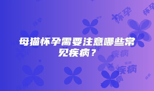 母猫怀孕需要注意哪些常见疾病?