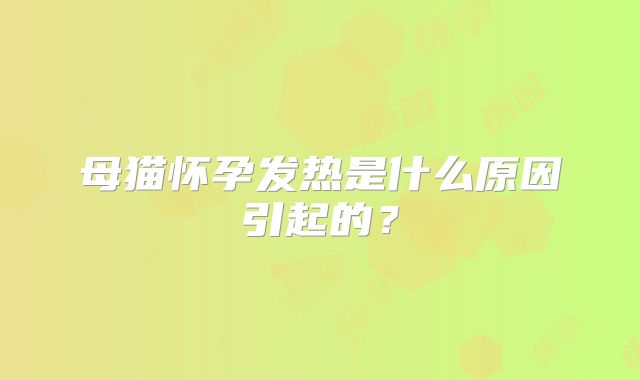 母猫怀孕发热是什么原因引起的？