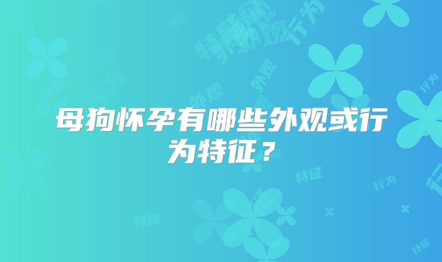 母狗怀孕有哪些外观或行为特征?