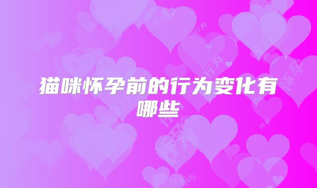猫咪怀孕前的行为变化有哪些