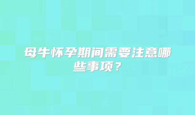母牛怀孕期间需要注意哪些事项？