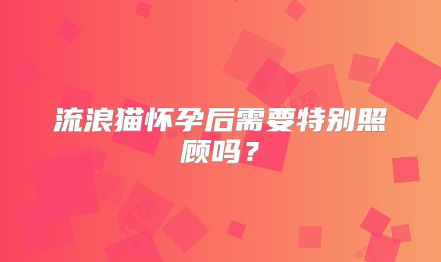 流浪猫怀孕后需要特别照顾吗?