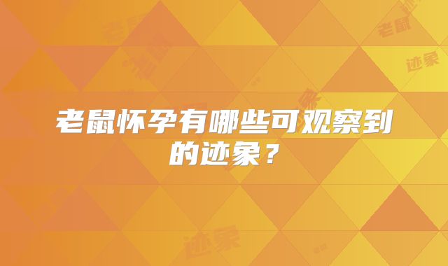 老鼠怀孕有哪些可观察到的迹象?