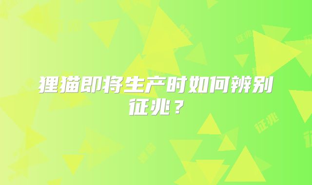 狸猫即将生产时如何辨别征兆？