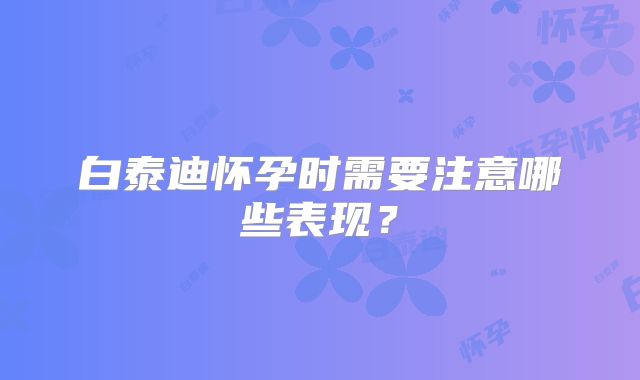 白泰迪怀孕时需要注意哪些表现？