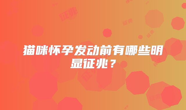 猫咪怀孕发动前有哪些明显征兆？