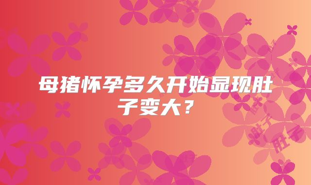 母猪怀孕多久开始显现肚子变大？