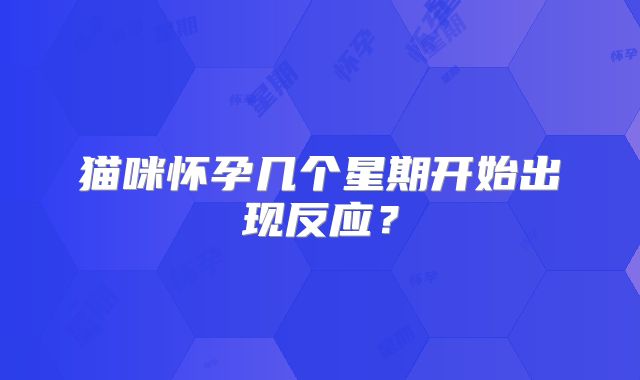 猫咪怀孕几个星期开始出现反应？
