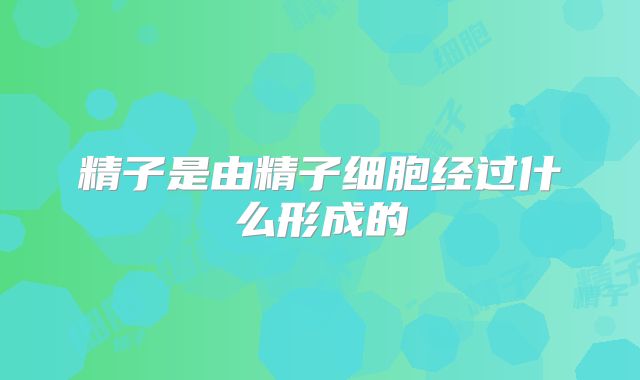 精子是由精子细胞经过什么形成的