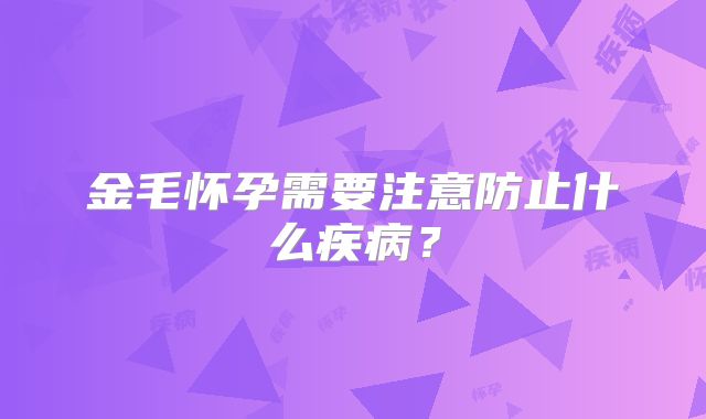 金毛怀孕需要注意防止什么疾病?