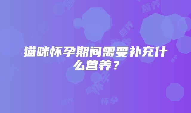 猫咪怀孕期间需要补充什么营养？