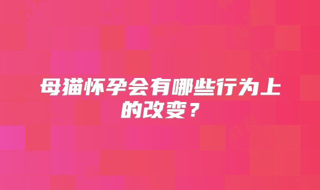母猫怀孕会有哪些行为上的改变?