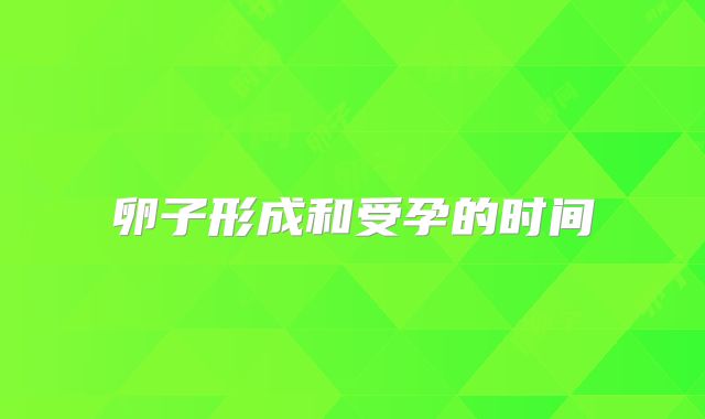 卵子形成和受孕的时间