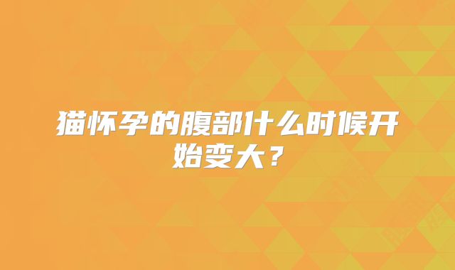 猫怀孕的腹部什么时候开始变大？