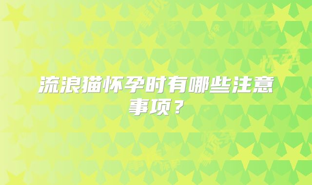 流浪猫怀孕时有哪些注意事项?