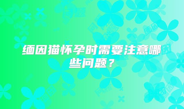 缅因猫怀孕时需要注意哪些问题？