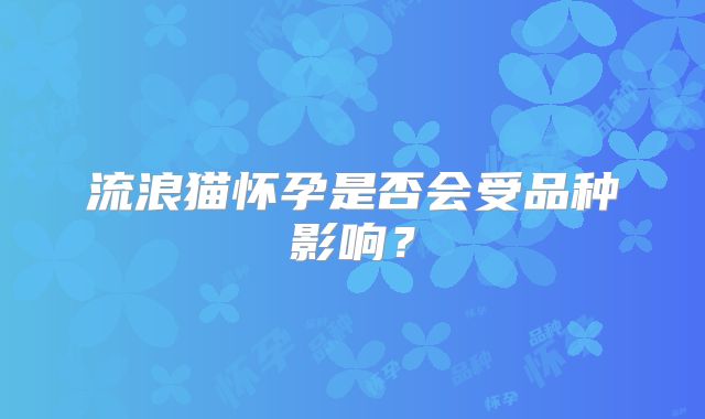 流浪猫怀孕是否会受品种影响?