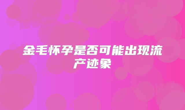 金毛怀孕是否可能出现流产迹象