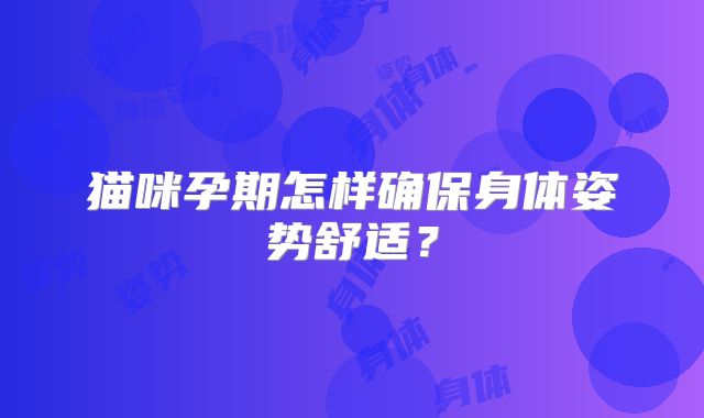 猫咪孕期怎样确保身体姿势舒适？