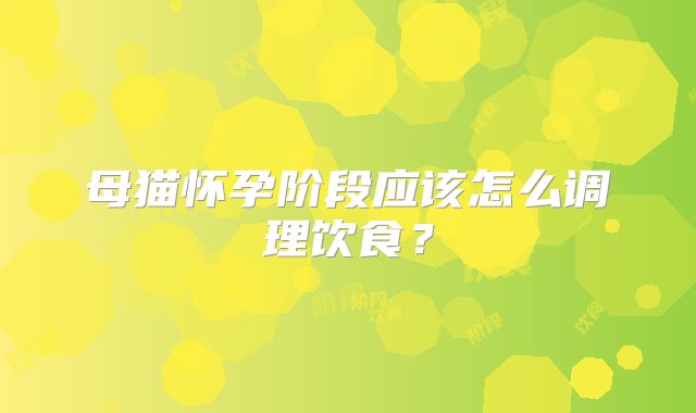 母猫怀孕阶段应该怎么调理饮食？