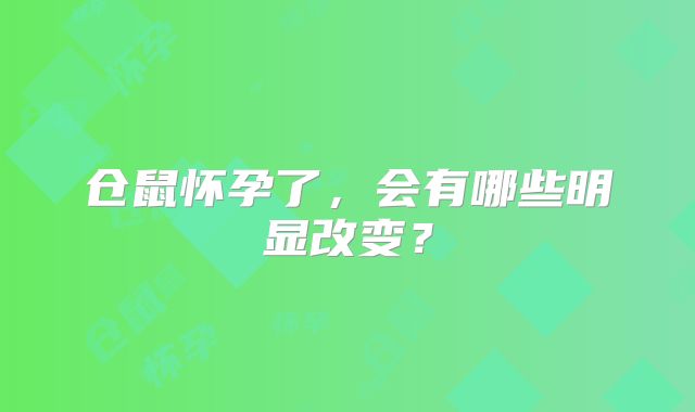 仓鼠怀孕了，会有哪些明显改变？