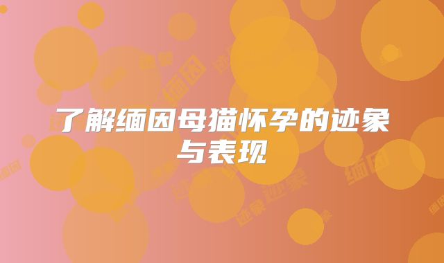 了解缅因母猫怀孕的迹象与表现
