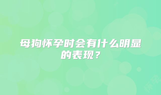 母狗怀孕时会有什么明显的表现?