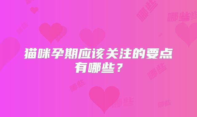猫咪孕期应该关注的要点有哪些？