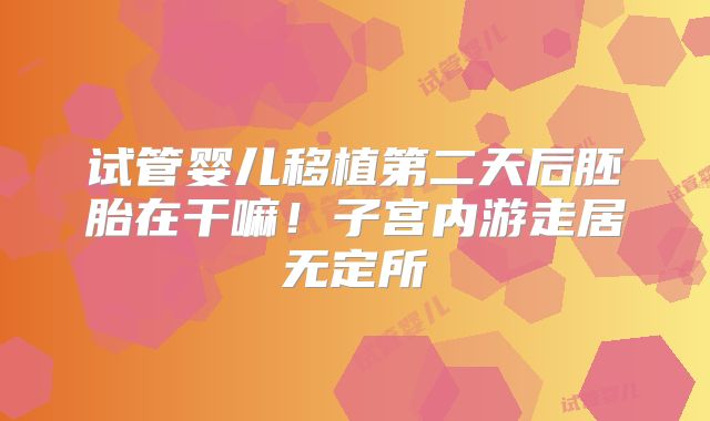 试管婴儿移植第二天后胚胎在干嘛！子宫内游走居无定所